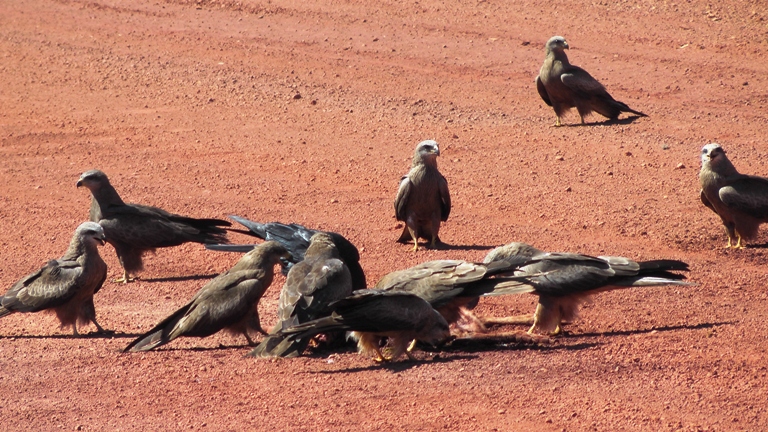 Keilschwanzadler an K&auml;ngurukadaver
